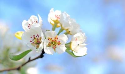Apple blossoms 1368187 1920