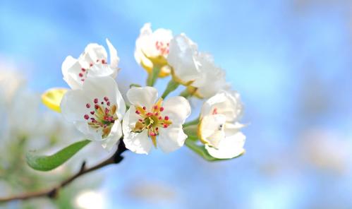 Apple blossoms 1368187 1920