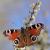 Butterfly 7144746 1920