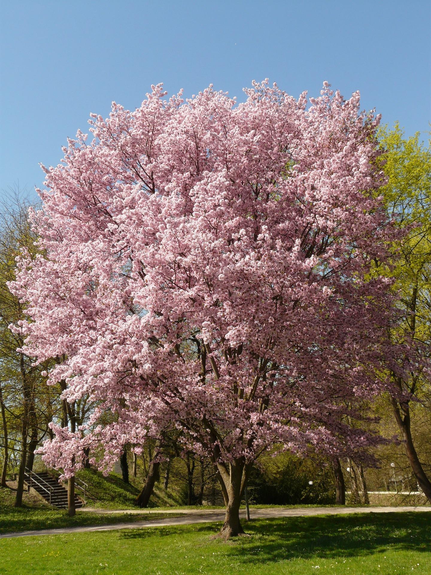 Cherry blossom 6507 1920