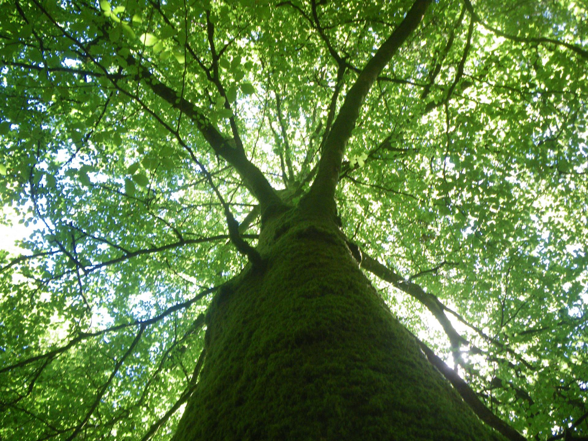 Faire UN avec les arbres