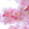 Japanese cherry trees 324175 1920