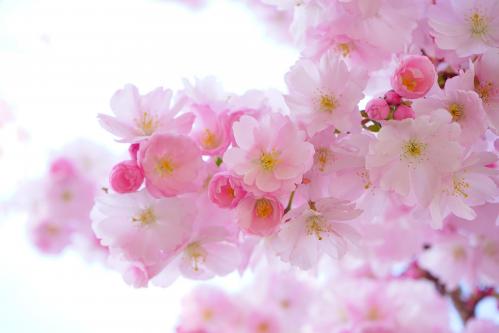 Japanese cherry trees 324175 1920