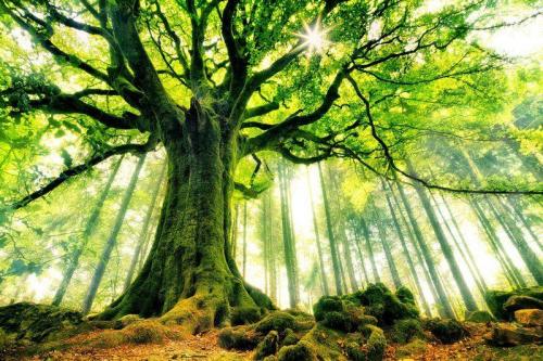 Arbre de Vie