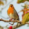 Robin redbreast in tree 5759651 1920 3