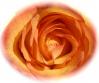 Rose floutee